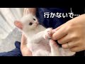 カイヌシを絶対に離すまいと必死に引き止める子猫の様子…