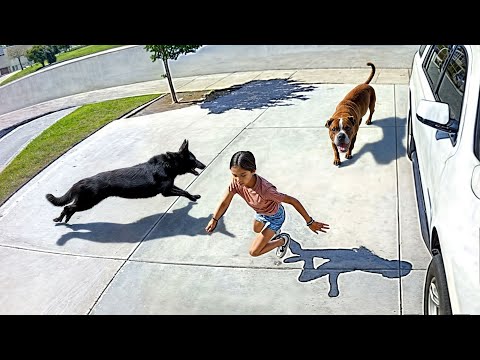 10 Hero Animals Saving Humans Caught On Camera thumbnail