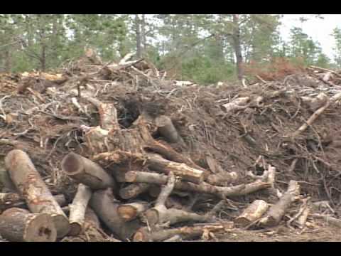 Peterson Horizontal Grinders Help With Hurricane C...