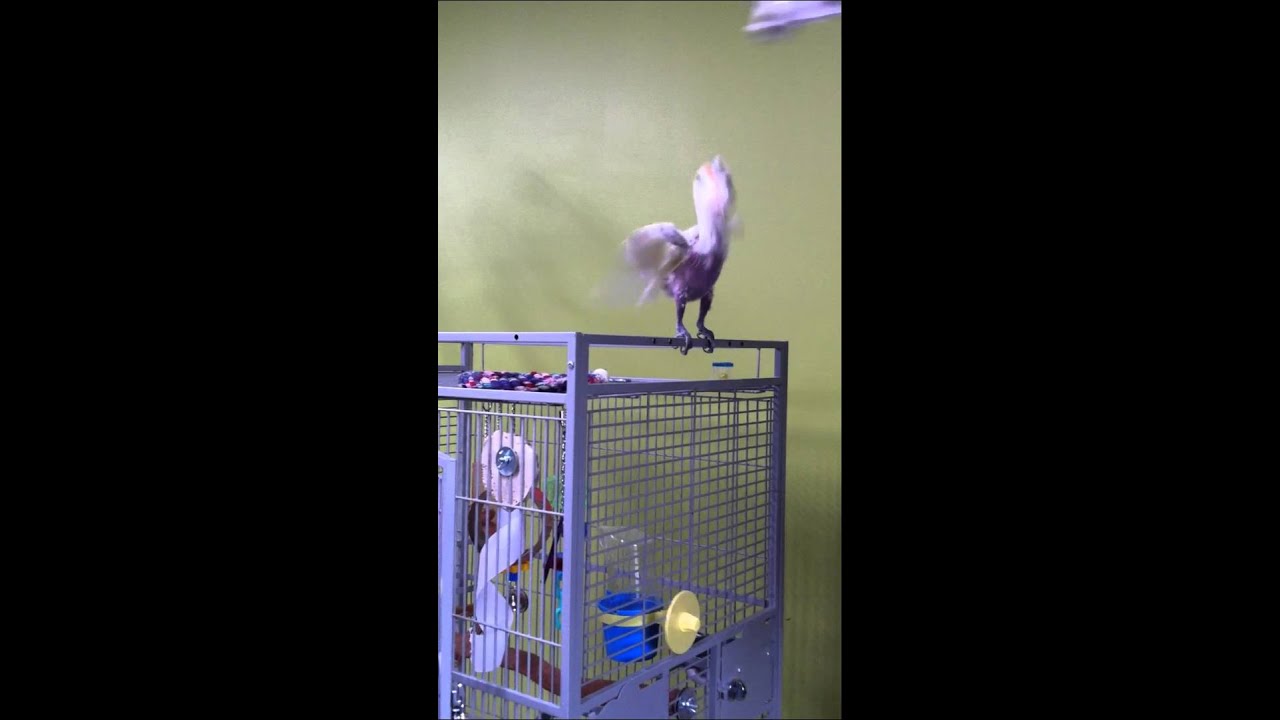 camera iphone 8 plus apk Max the Goffin's Cockatoo Playing Catch