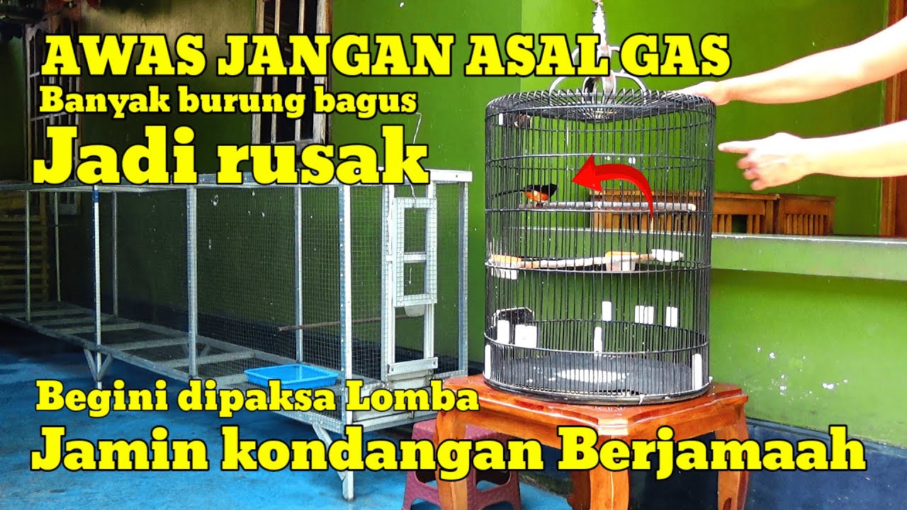 Ciri ciri muraibatu yang belum siap dilombakan ‼️