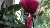 Хроники Орхидейной Истерики OlyaCreamBrioche