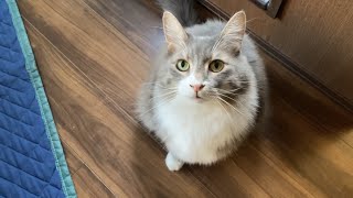 来客者にも堂々としている猫　ノルウェージャンフォレストキャットA cat that is also imposing to the Furniture store. Norwegian.