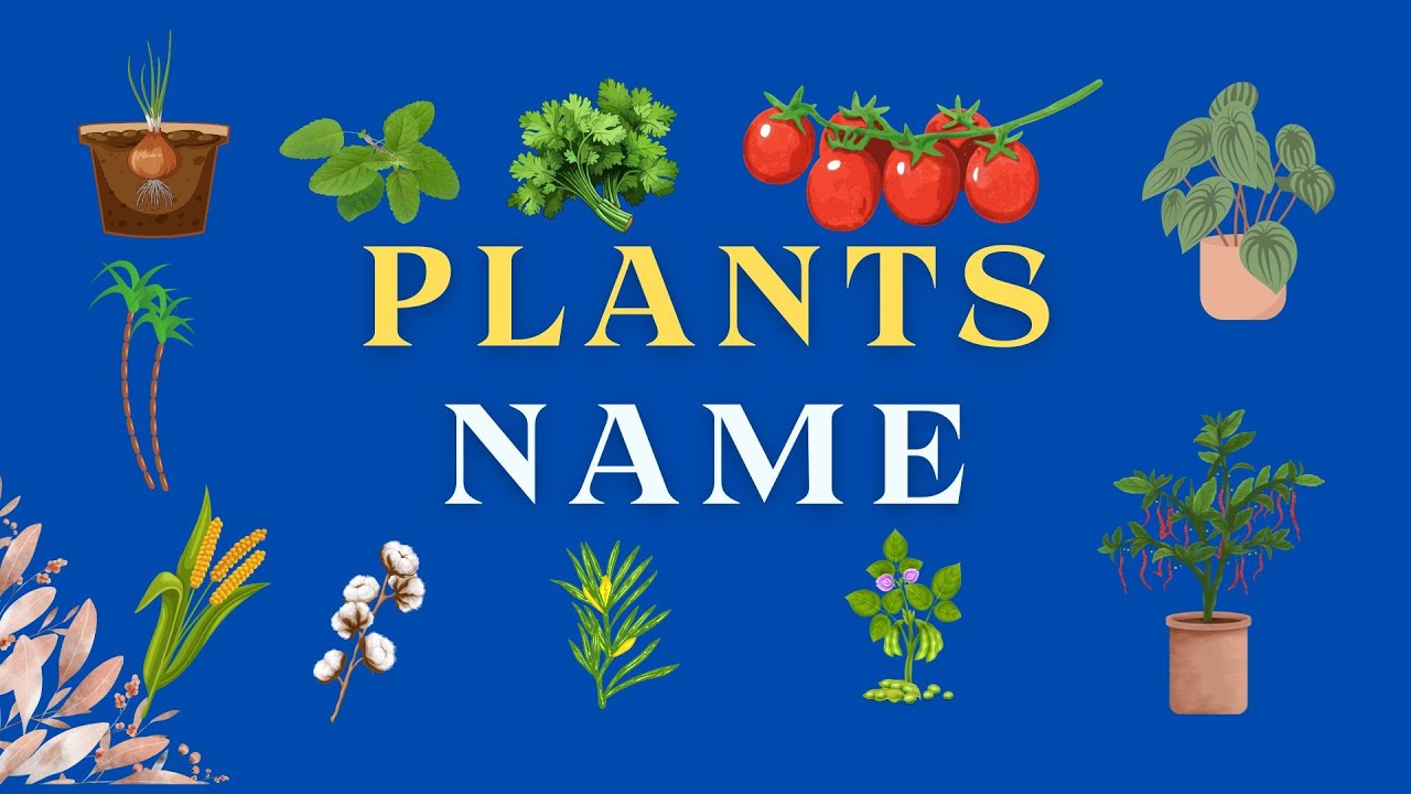 Types Of Plants For Kids Plants Name Live Pictures Video Nursery types-of-plants-for-kids-plants-name-live-pictures-video-nursery