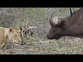 Momen Terbaik Singa vs Kerbau