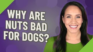 Why are nuts bad for dogs? Are Nuts Bad For Dogs