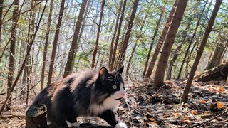 Norwegian Forest Cat: A challenging Walk for the Human by Norsk Skogskatt TV 2,629 views 2 months ago 26 minutes