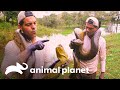 Frank encuentra una anaconda verde | Wild Frank | Animal Planet