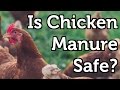 Is Chicken Manure Safe to use in the Garden?