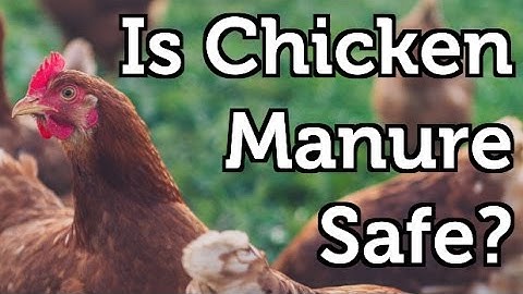 Is Chicken Manure Safe to use in the Garden?