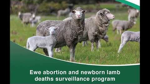 Targeted surveillance lamb deaths | Department of Primary Industries and Regional Development