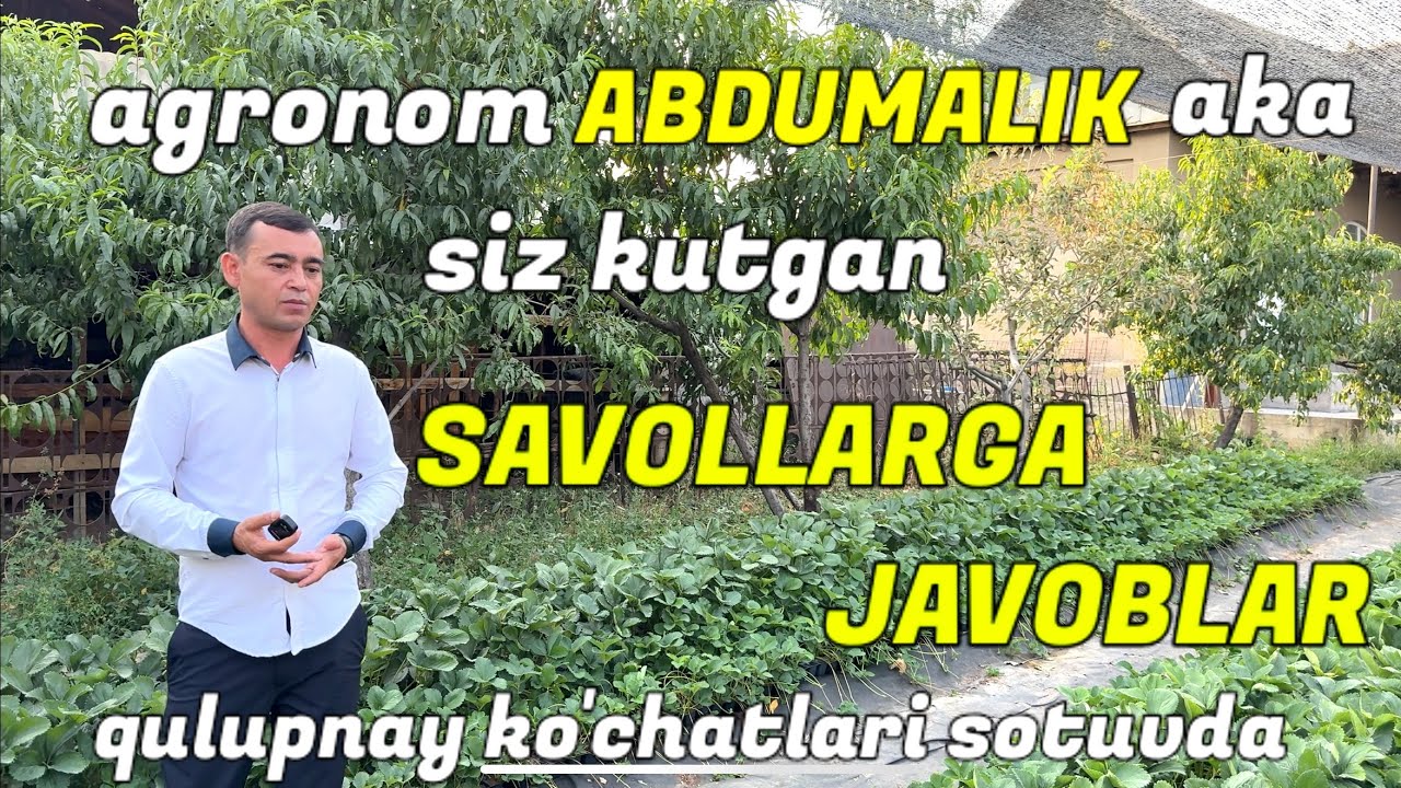 EKISH ISHLARI BOSHLANDI. Qulupnay ko’chatlari sotuvda