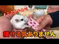 【ハムスター】騒がしいハムスターもこれで静かになりますｗ 絶対外さないおやつ！ マジでオススメです！