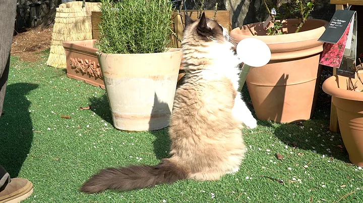 Watch the video about My Cat's First Encounter with a Dog!