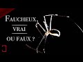 Le faucheux la fameuse araigne des plafonds   animaux mde focus