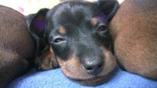 Dachshund - Cute 6 Week Old Puppies
