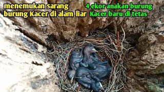 burung Kacer meloloh anaknya di alam liar #burungmeloloh