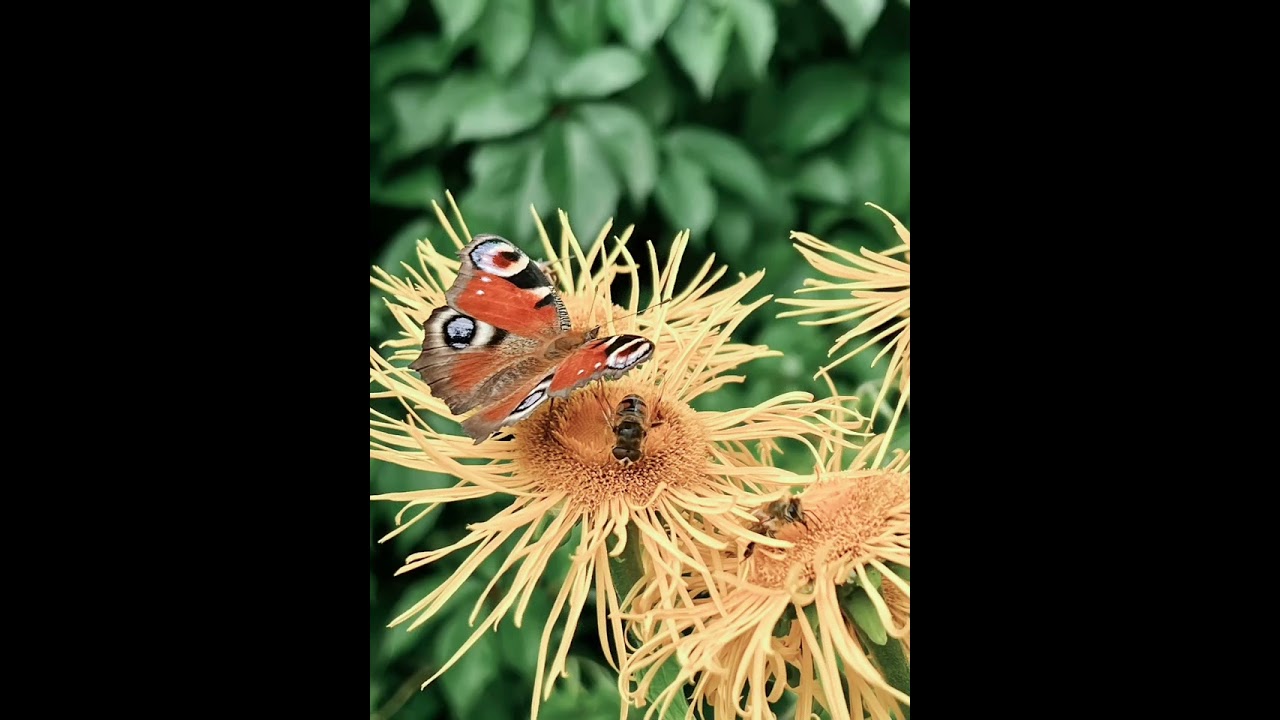 Nature - da' Reichert