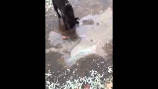 Jess Slipping On Ice