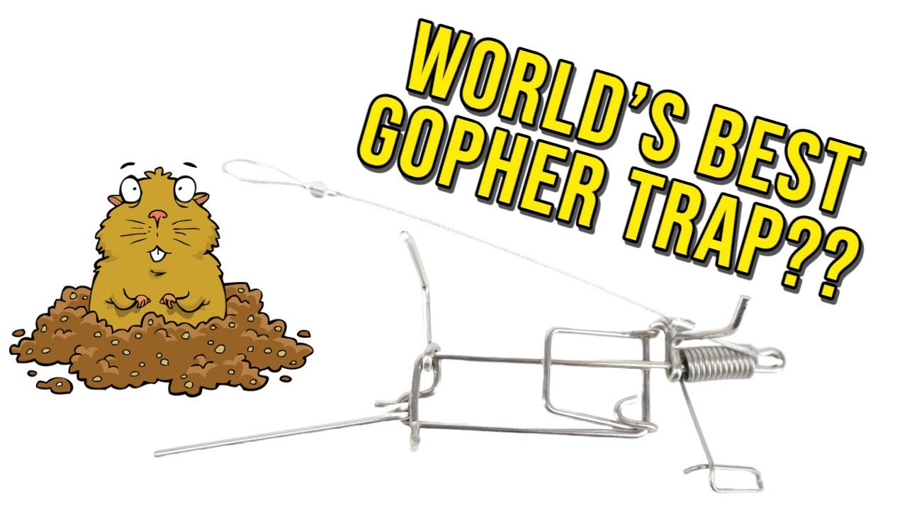 Worlds Best Gopher Trap YouTube