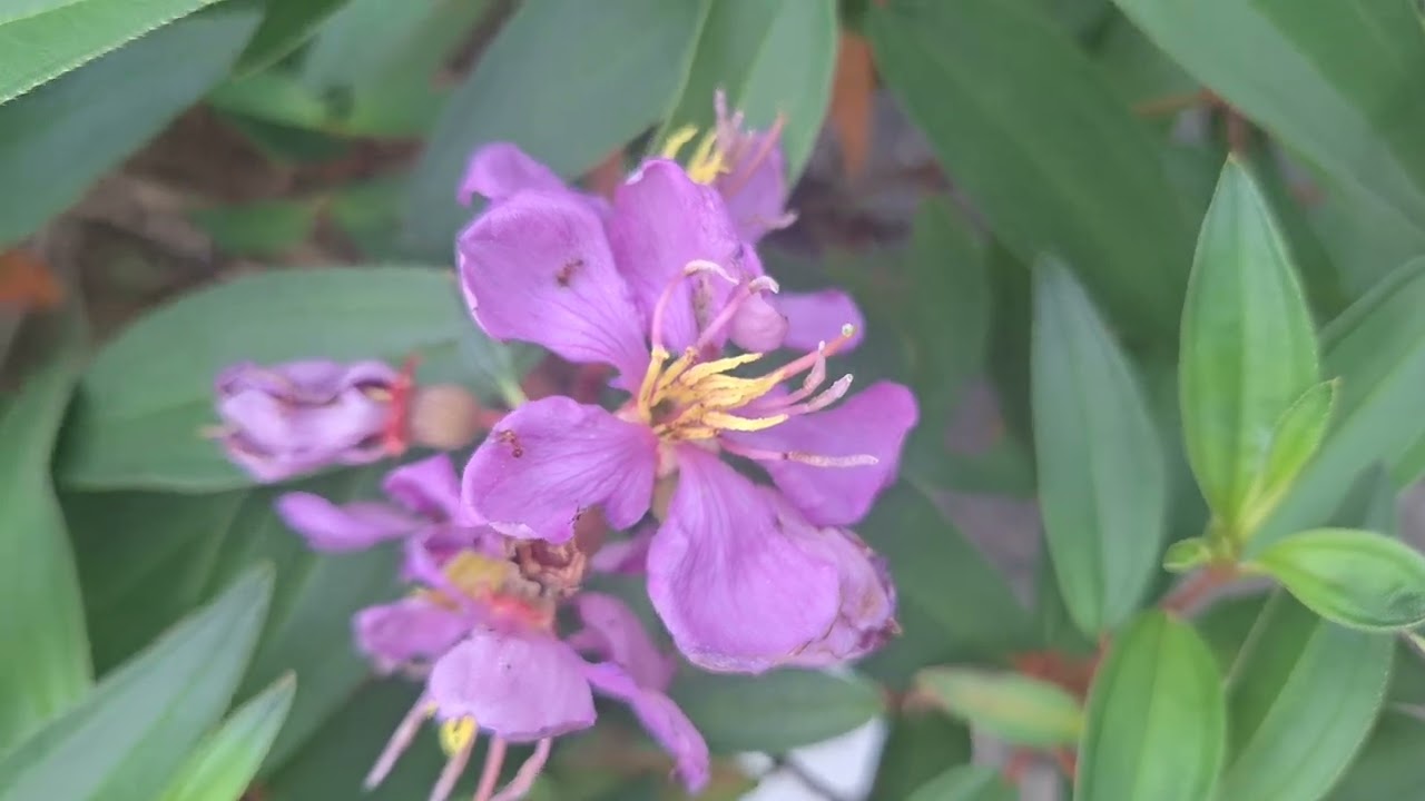 Senduduk -Melastoma malabathricum