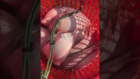 Vlogs 288 Báo cá - Hồ Đại Hoàng Gia; Đường Bạch Đằng, VSIP 2A, Vĩnh Tân, Tân Uyên, Bình Dương