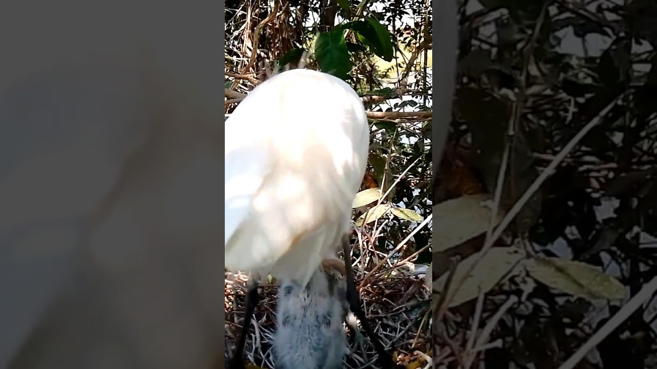Graceful Guardian Great Egret Feeding Her Precious Chicks11
