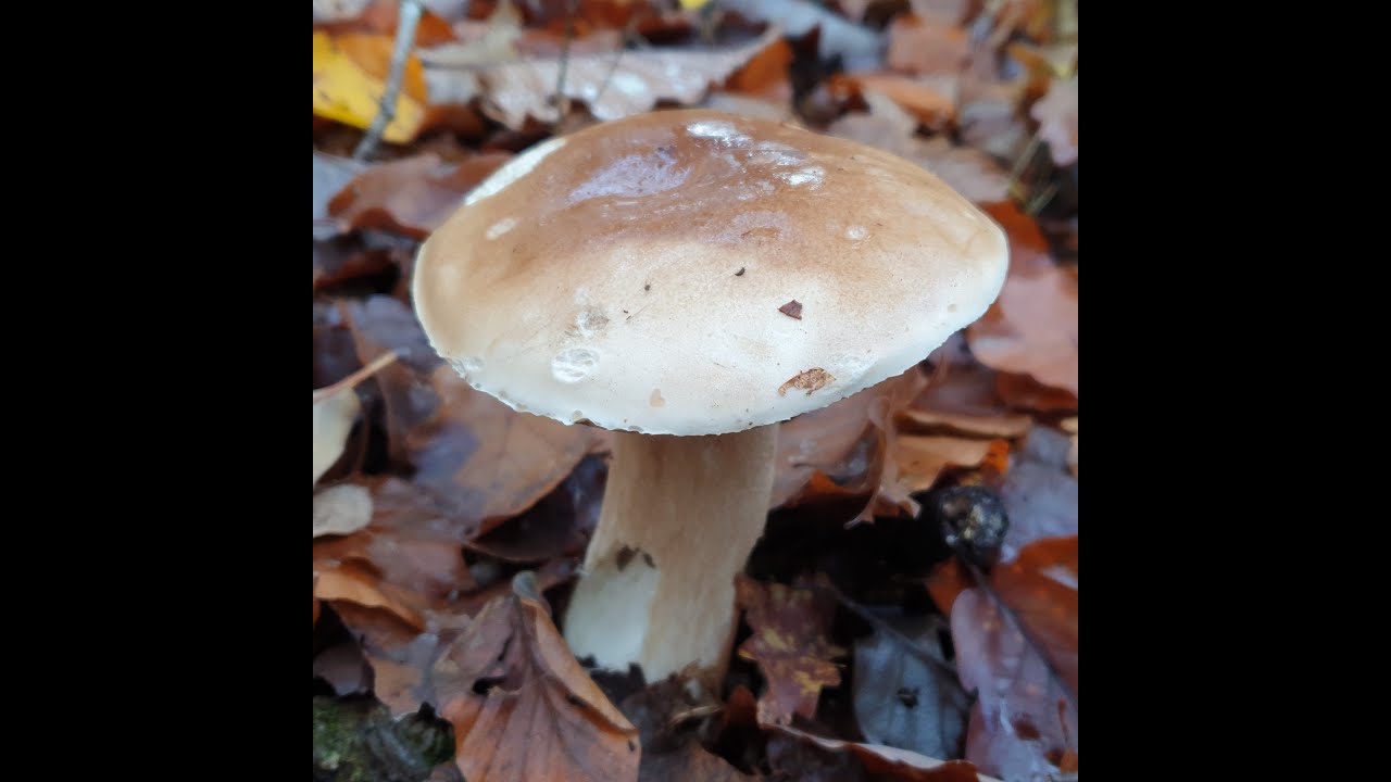 Cèpes magnifique cueillette ce 15 novembre 2023