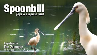 Common Spoonbill: bird with remarkable beak visits De Zumpe, May 2024 (Lepelaar)