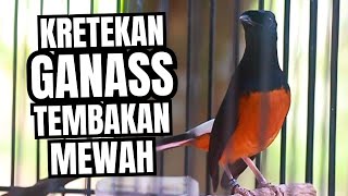 MURAI BATU GACOR FULL ISIAN TEMBAKAN KASAR KRETEKAN GANAS SANGAT AMPUH MEMANCING MURAI BATU EMOSI