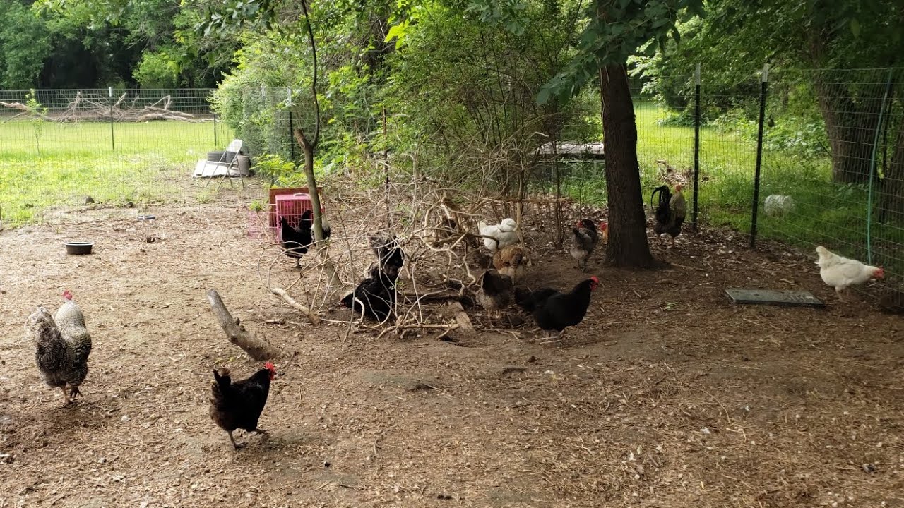 Worms, working hens, how to be self sustaining! Come on a ride with