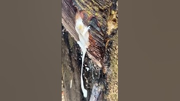 the process of extracting tree sap will make a very good product #machine #popular