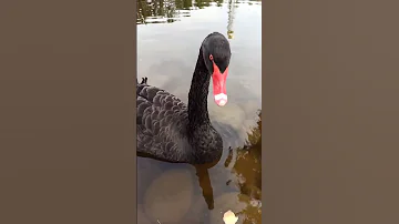 Черный лебедь ( Сколько грации) #animals #лебедь