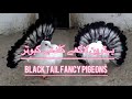 کلدمے لاکھے کبوتر || Black tail Fantail Pigeons