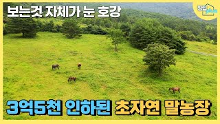 [가격인하] '대한민국에 이런곳이 있어'. 말들이 뛰어노는 5만평 대자연
