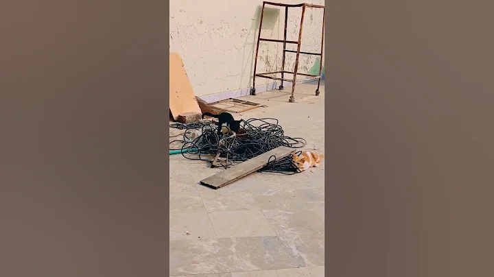 Watch the video about Beautiful pet cats playing together #catlovers #cat #catadventures #catsofyoutube #felinefun