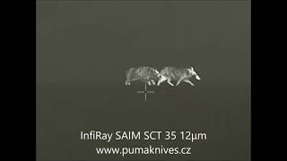 LOV selete s InfiRay SAIM  SCT 35 12μm  - wildboar hunting