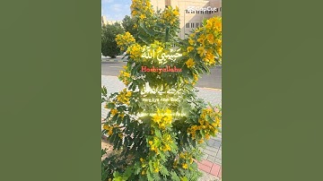 القران الكريم ☪️🕋☝️!#quranreading #tilawati354 #اكسبلور #راحة_نفسية #surah #لايك #ترند #shortvideo