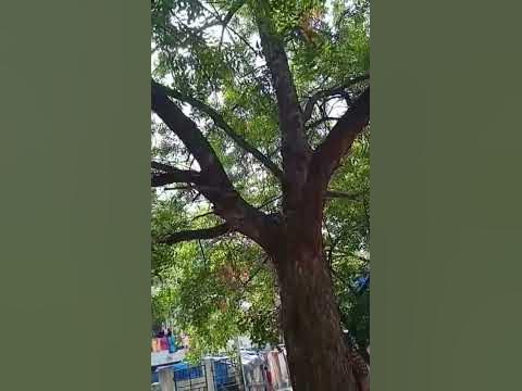 Vepa Chettu the Neem Tree 🌴🌲🍀🌿🌱🌾 - YouTube