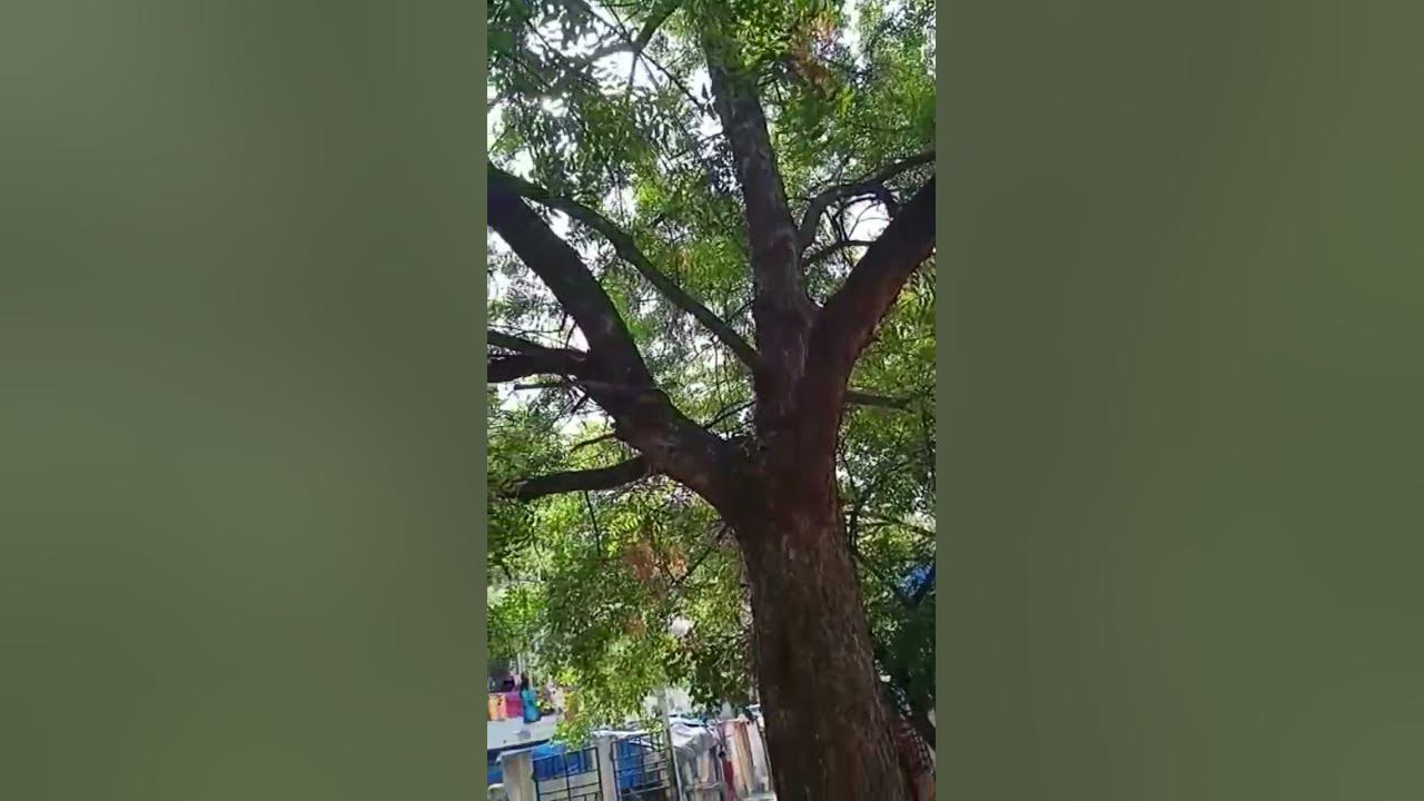Vepa Chettu the Neem Tree 🌴🌲🍀🌿🌱🌾 - YouTube