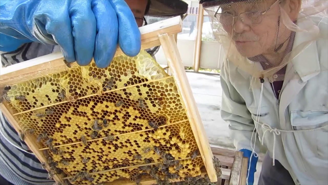 日本みつばち巣枠式巣箱人工分蜂20200429