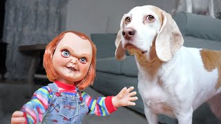 Dogs vs Lil' Big Chucky Prank: Funny Dogs Maymo, Penny & Potpie