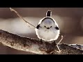 Shimaenaga japanese bird  that looks like a fluffy cotton ballsbirds