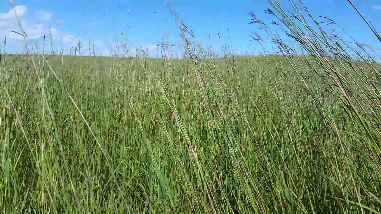 Nachusa Grasslands YouTube