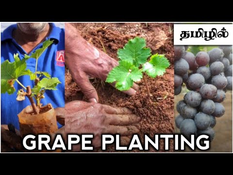 திராட்சை வளர்ப்பு செடி நடவு செய்யும் முறை/Grapes planting method in tamil@mahendran grapes garden