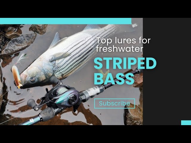 best reel for freshwater striper fishing The BEST lures to target freshwater STRIPED BASS