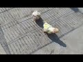 ২০–২৫ দিনের Budgerigar বাচ্চা Hand Feeding করে পোষ মানানোর সঠিক নিয়ম | New Bird Owners Guide