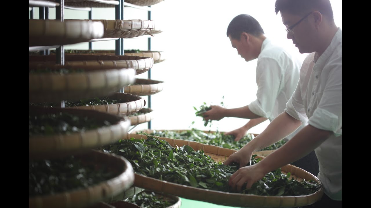 A Unique Oolong Tea-making Process - YouTube