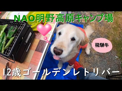 【愛犬とキャンプ】N.A.O.明野高原キャンプ場のわんこパラダイスで飛騨牛食べて大満足してました