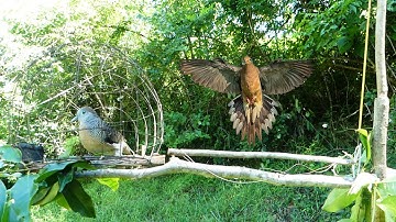 Creative New King Of Trap For Catch Quick Dove - Easy Bird trap